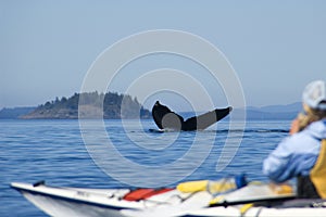 Humpback whale and kayak photo