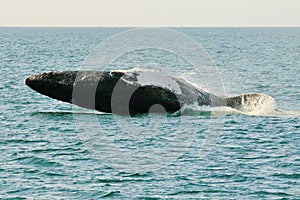 Humpback Whale Landing after Jump