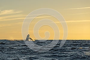 humpback whale lauches into breach at sunset