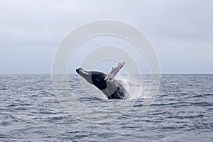 Humpback whale leaping