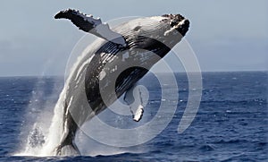 A humpback whale leaping out of the ocean, showcasing its massive size and power