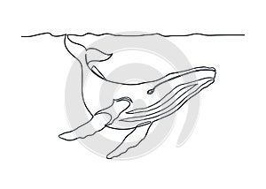 Humpback whale line art