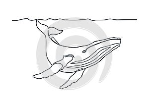 Humpback whale line art photo