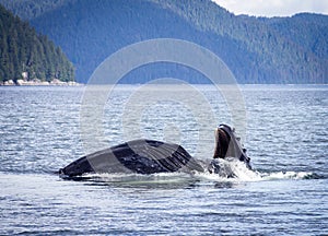 A Humpback whale lunge feeding photo