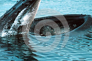 Humpback whale lunge feeding (Megaptera novaeangliae), Alaska, S