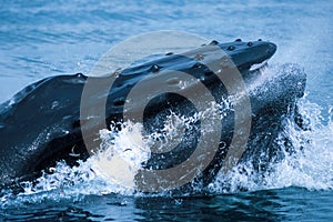 Humpback whale lunge feeding (Megaptera novaeangliae), Alaska, S