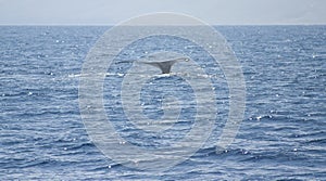 Humpback whale in MaAlaea Bay 