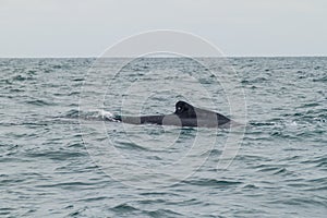 Humpback whale in Machalilla National Park