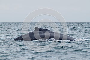 Humpback whale in Machalilla National Park