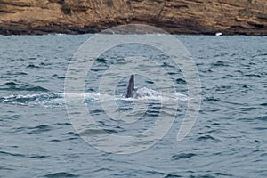 Humpback whale in Machalilla National Park