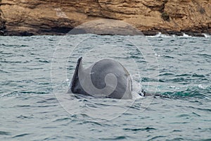 Humpback whale in Machalilla National Park