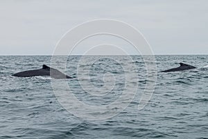 Humpback whale in Machalilla National Park