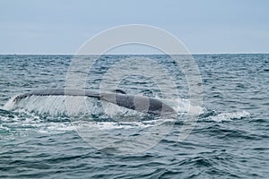 Humpback whale in Machalilla National Park