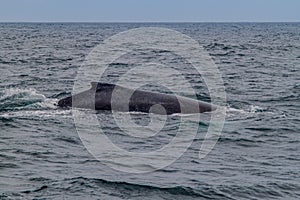 Humpback whale in Machalilla National Park