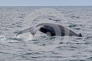 Humpback whale in Machalilla National Park