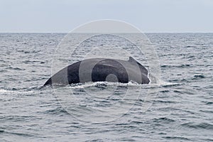 Humpback whale in Machalilla National Park