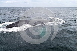 Humpback whale in Machalilla National Park