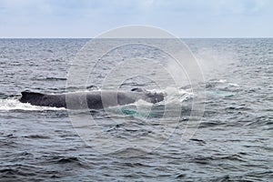 Humpback whale in Machalilla National Park