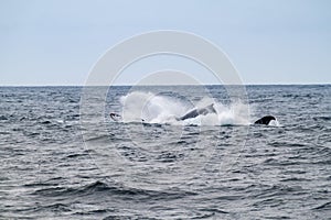 Humpback whale in Machalilla National Park