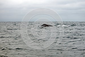 Humpback whale in Machalilla National Park