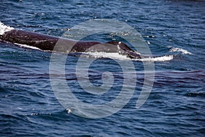 Humpback whale in Machalilla National Park
