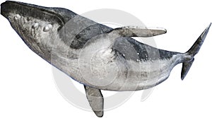 Humpback Whale, Marine Animal, Isolated