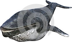 Humpback Whale, Marine Animal, Isolated