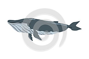 Humpback Whale Marine Mammal Fish Animal Cartoon Vector Illustration