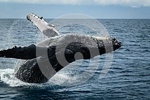 Humpback Whale in Maui