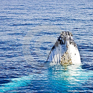 Humpback Whale (Megaptera novaeangliae) photo