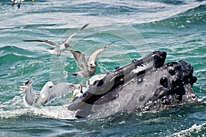 Humpback Whale (Megaptera novaeangliae)