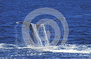 HUMPBACK WHALE megaptera novaeangliae, ADULT HITTING WATER WITH ITS TAIL, ALASKA