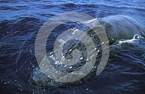 HUMPBACK WHALE megaptera novaeangliae, ADULT SPOUTING AT SURFACE, ALASKA