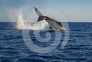 Humpback Whale Megaptera novaeangliae in Baja California