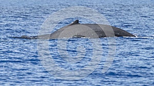 Humpback whale, megaptera novaeangliae, breaching in Lahaina Bay, Maui, Hawaii.