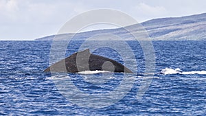 Humpback whale, megaptera novaeangliae, breaching in Lahaina Bay, Maui, Hawaii.