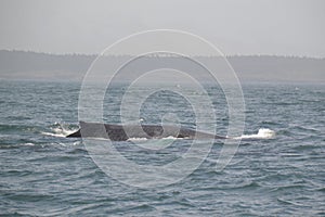 Humpback whale (Megaptera novaeangliae) breaking the water surface with Nova Scotia coastline on the horizon