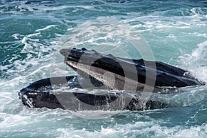 Humpback Whale (Megaptera novaeangliae) feeding off the coast of Cape Cod