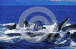 HUMPBACK WHALE megaptera novaeangliae, GROUP DOING A CIRCLE TO CATCH KRILL AT SURFACE, ALASKA