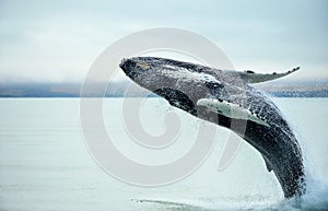 Humpback Whale Megaptera novaeangliae photo