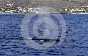 humpback whale (megaptera novaeangliae) in the Indian ocean near Saint Gilles, Reunion photo