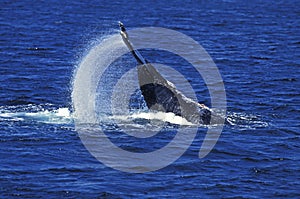 HUMPBACK WHALE megaptera novaeangliae, LOB-TAILING BEHAVIOR, BEATING TAIL AGAINST WATERS SURFACE, ALASKA