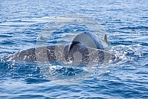 Humpback Whale Tail Disappearing Into Sea