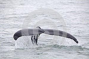 Humpback whale (Megaptera novaeangliae) seen from the boat near photo