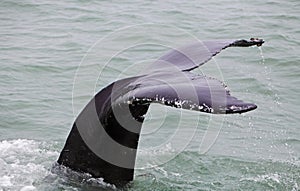 Humpback whale (Megaptera novaeangliae) seen from the boat near photo