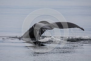 Humpback whale`s fluke Megaptera novaeangliae photo