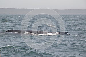 Humpback whale (Megaptera novaeangliae) surfacing in Bay of Fundy with Nova Scotia coastline on the horizon