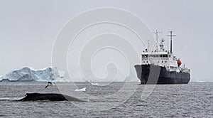 A humpback whale Megaptera novaeangliae surfacing in front of a tourist ship, Antarctica