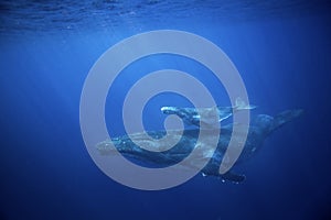 Humpback whale, megaptera novaeangliae, Tonga, Vava`u island