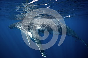 humpback whale, megaptera novaeangliae, Tonga, Vava`u island photo